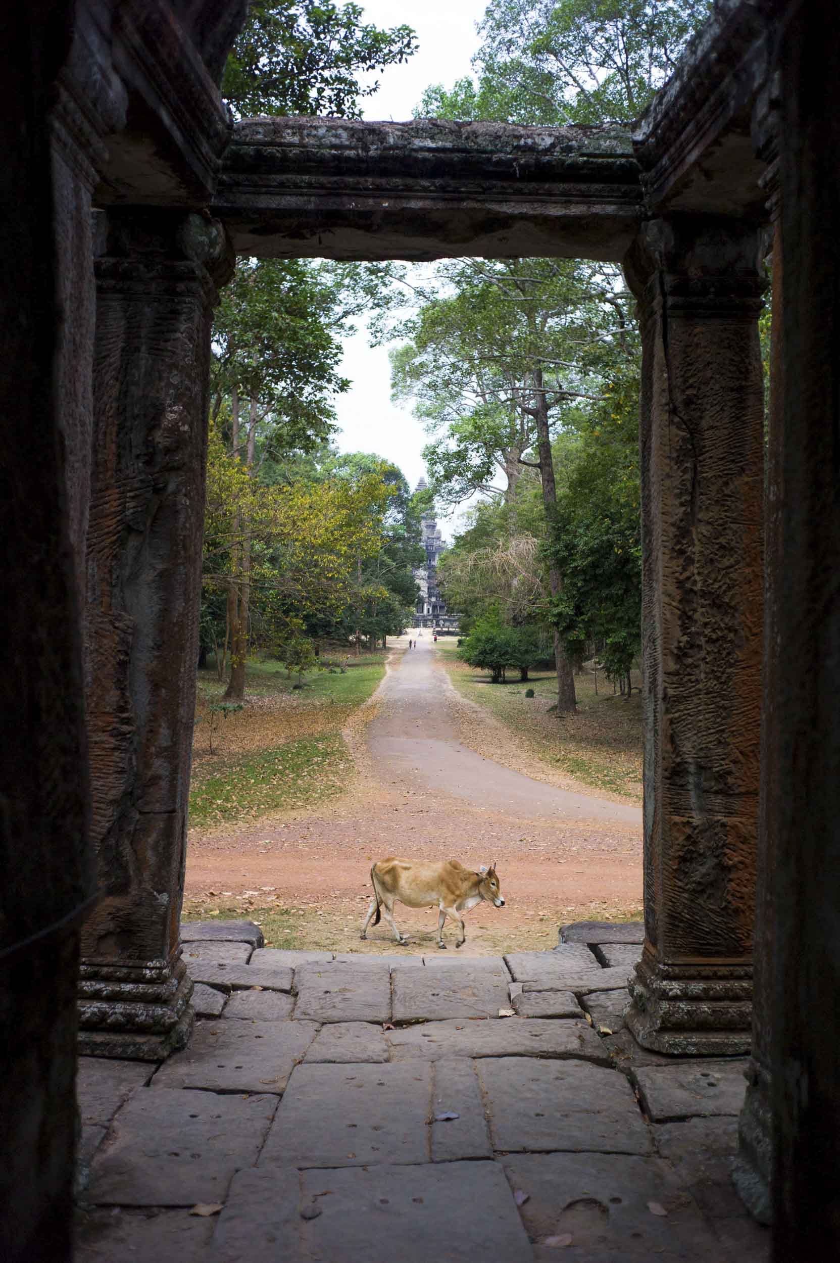 Animals roam freely throughout the Angkor Wat temple complex, 2012