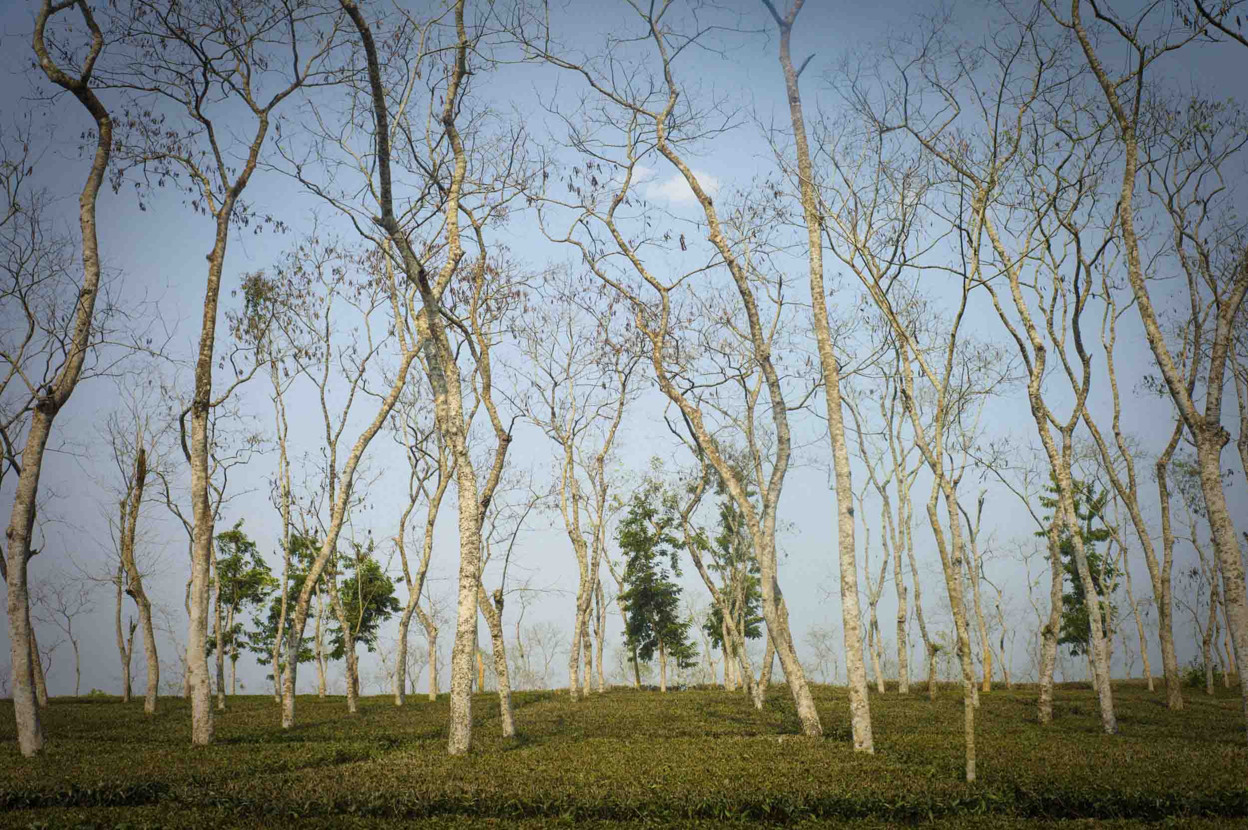 A field of tea plants in Srimongal, the heart of the Bangladeshi tea industry, 2012