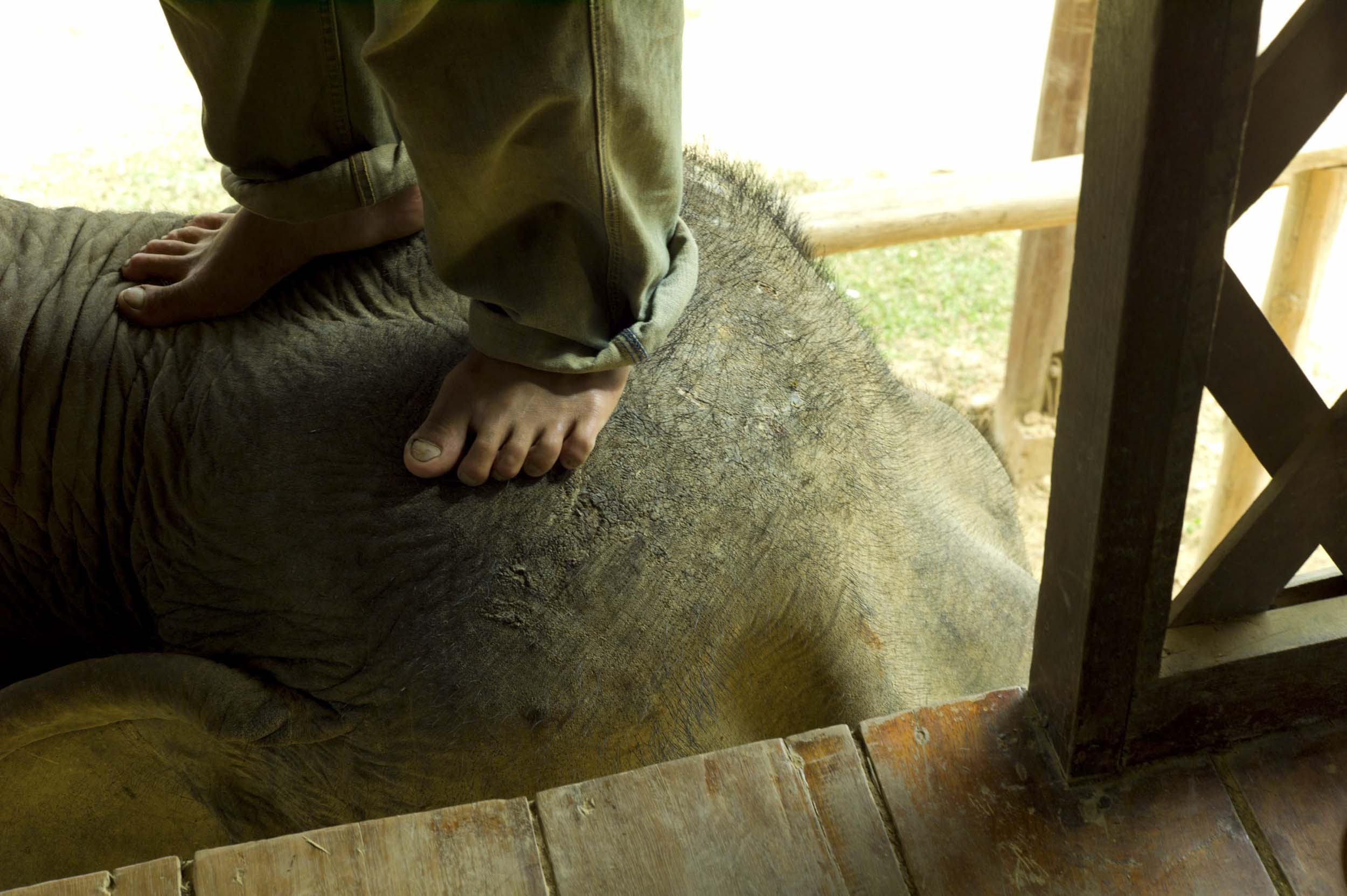 A rescued (and now retired) Asian logging elephant at work at the Elephant Village Sanctuary and Resort. The resort teaches mahut (elephant handler) courses near Luang Prabang, 2011