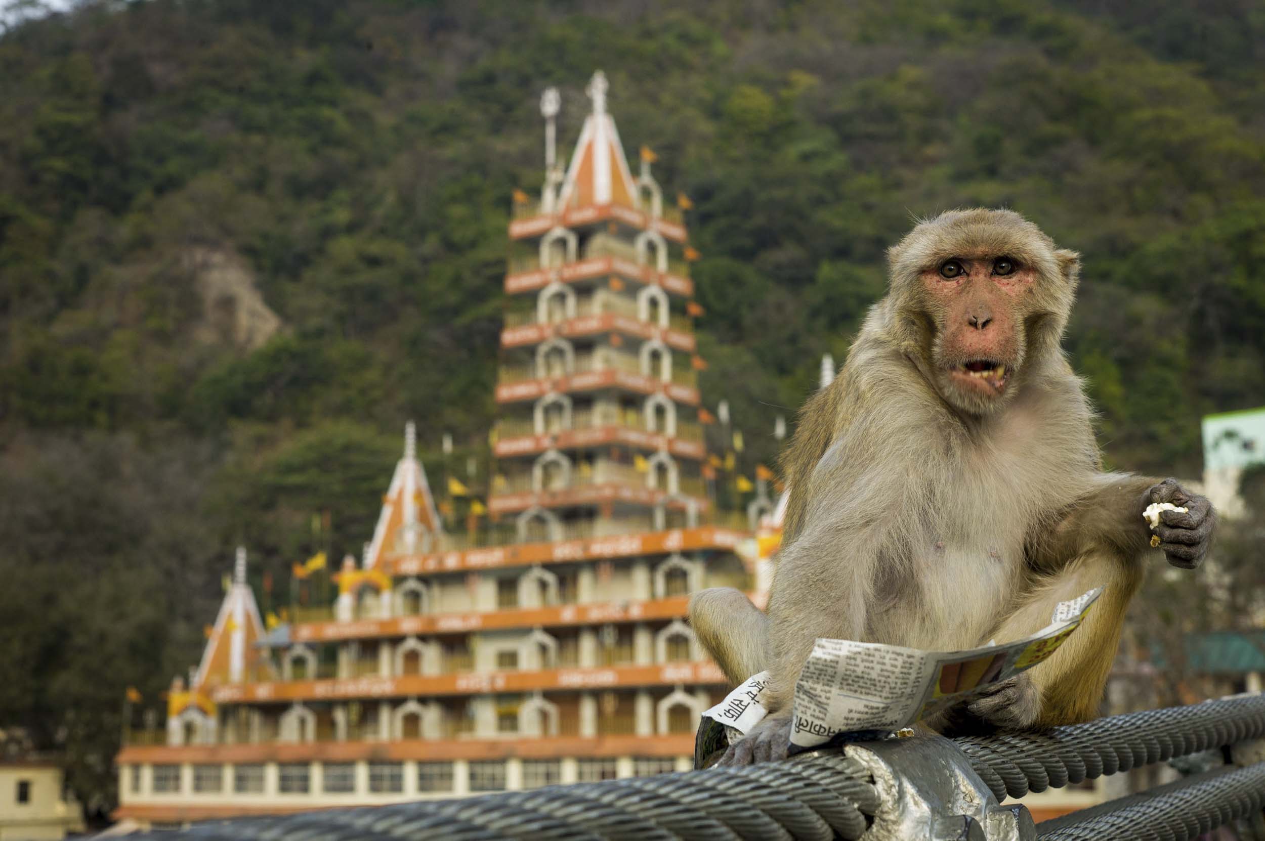 Wild monkeys live throughout Rishikesh including on the bridge that spans the Ganges River, 2012