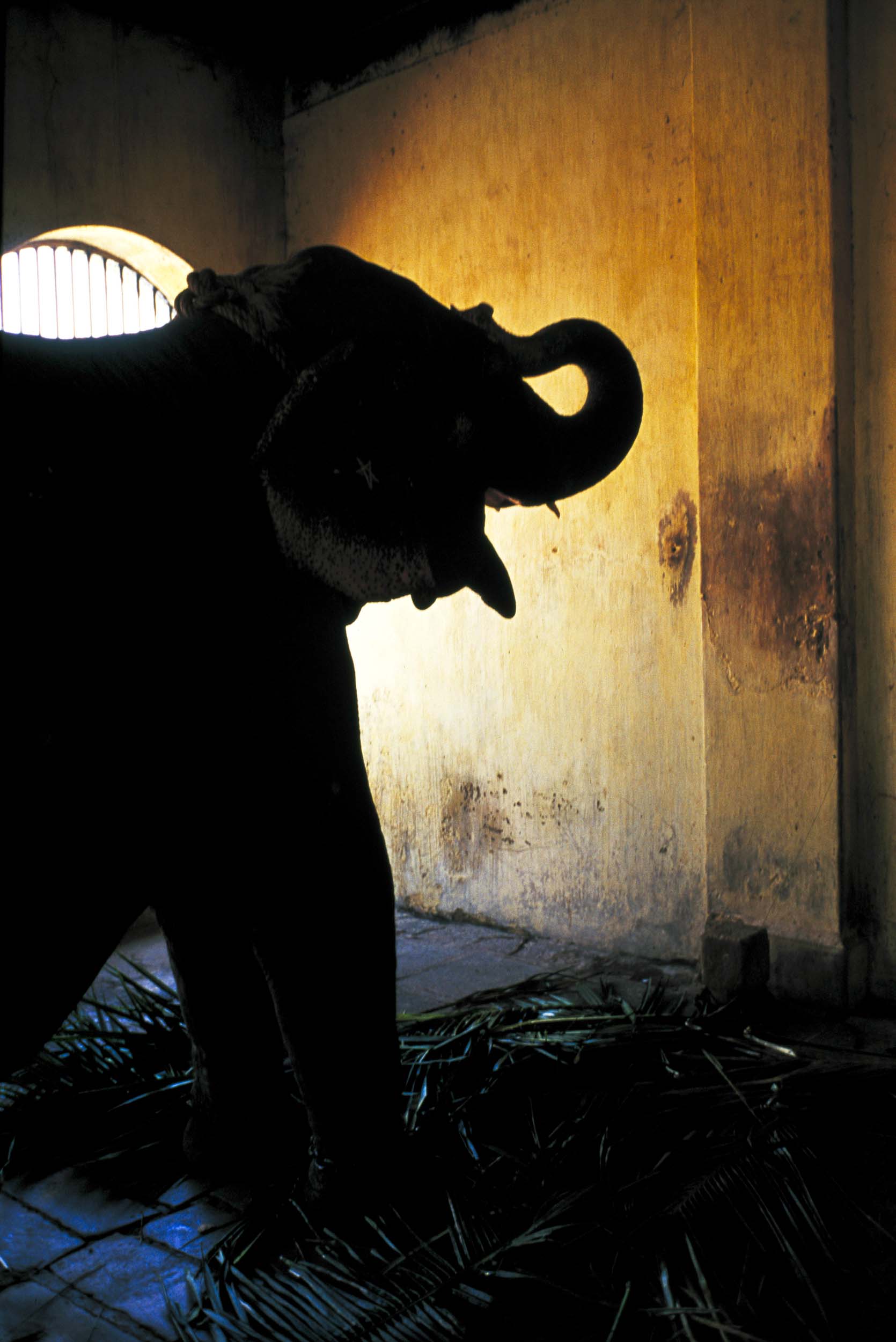 Elephants like this one here in Nagur are an integral part of Indian culture and often used for blessings, 2005