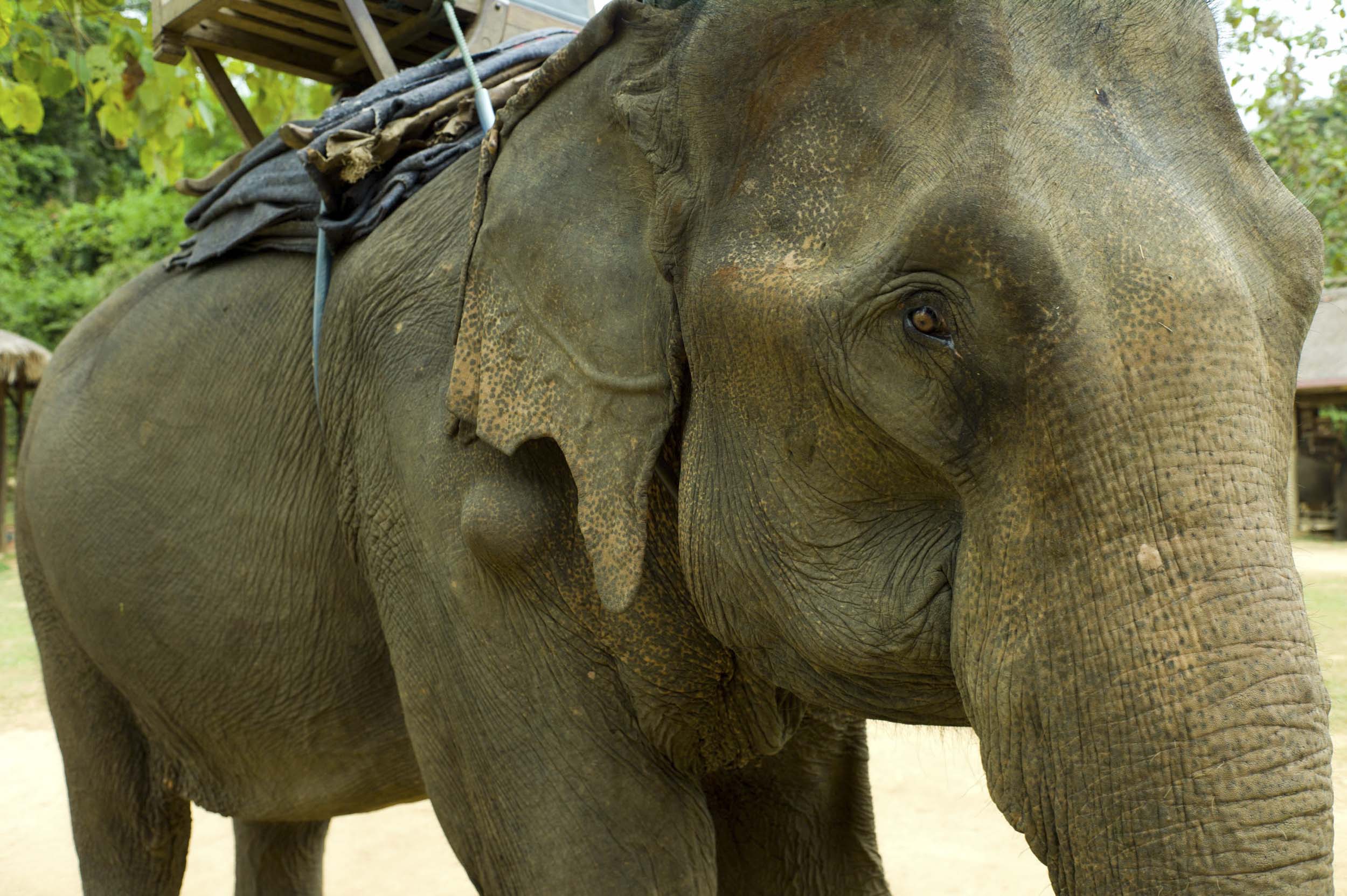 A rescued (and now retired) Asian logging elephant at work at the Elephant Village Sanctuary and Resort. The resort teaches mahut (elephant handler) courses near Luang Prabang, 2011