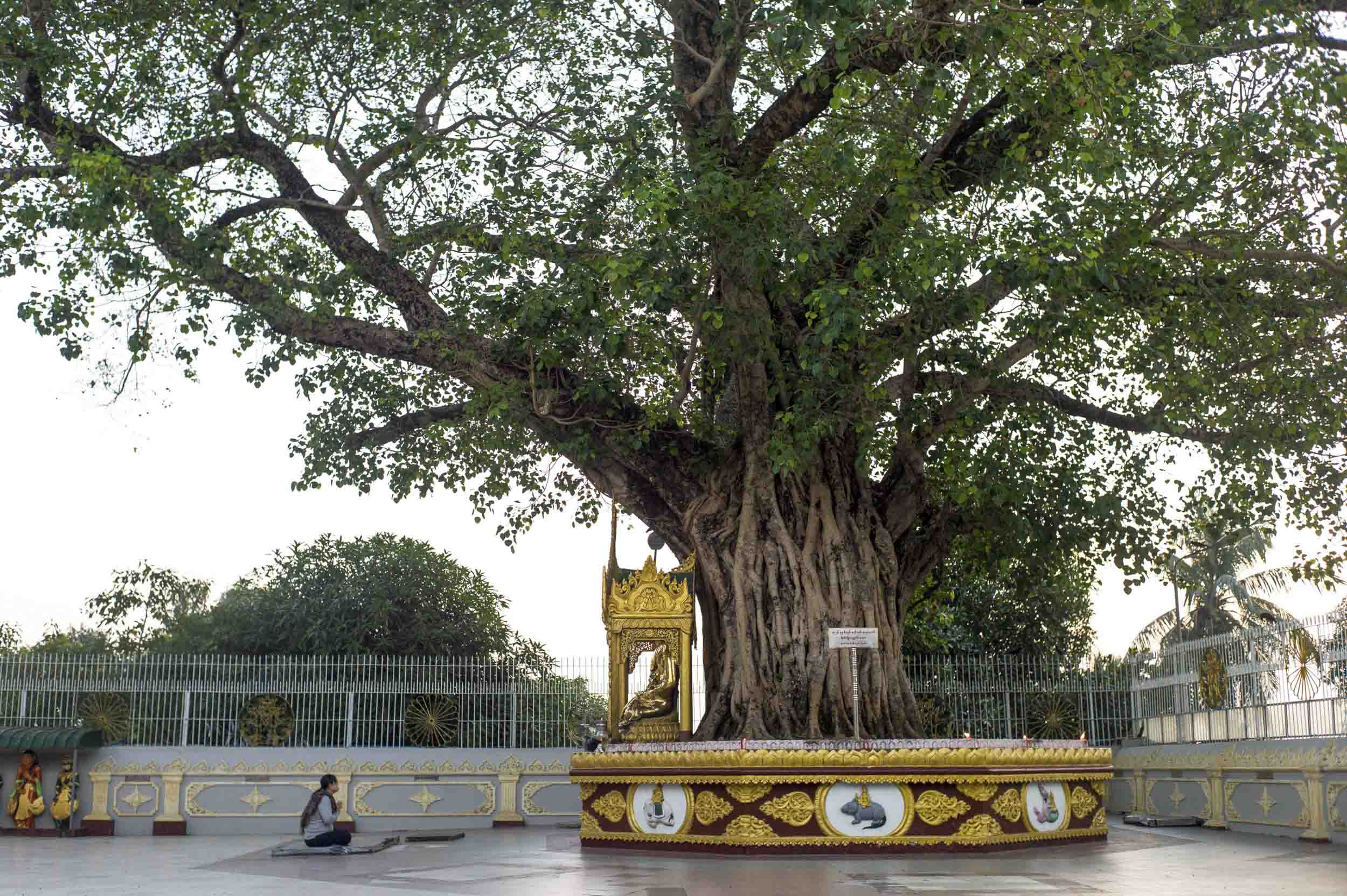 Shwedagon Paya is situated on a hill 190-feet above sea level, and whose temple-filled platform covers twelve acres, 2012