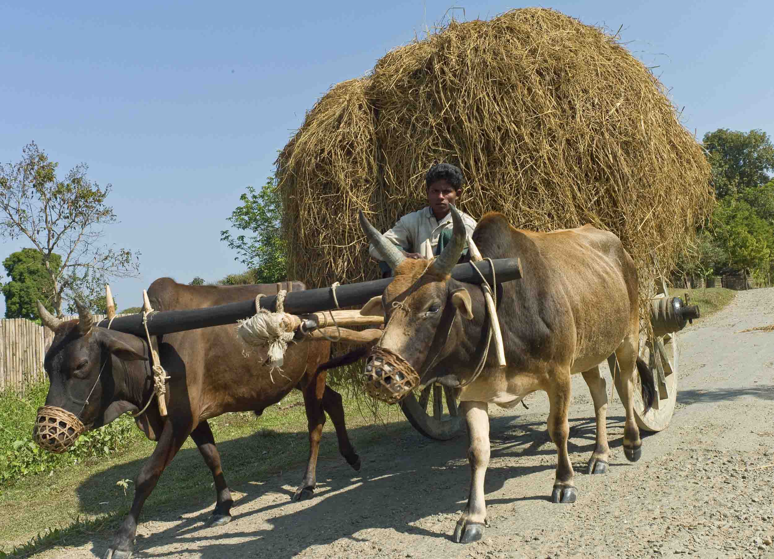 A farmer in Mrauk U, 2012