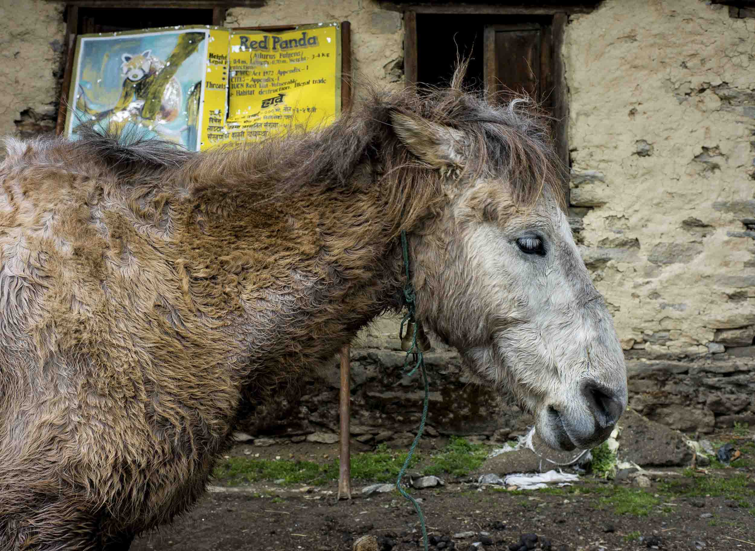 A rugged pack horse grazes in the Nepali highlands