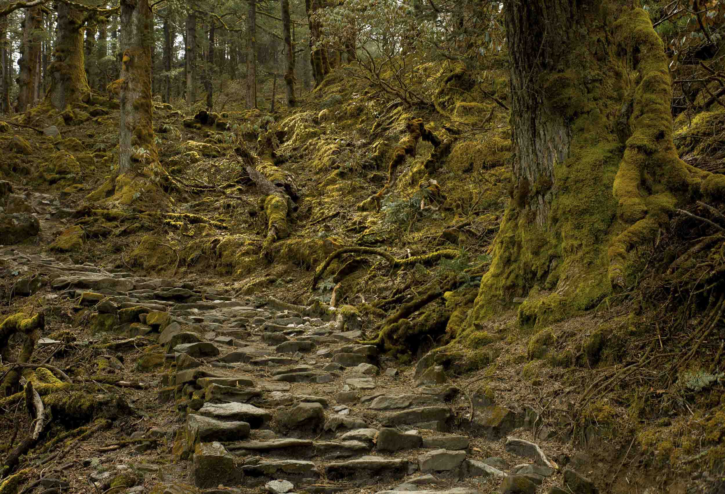 The lush, rocky trail connecting Sing Gompa to Laurebina