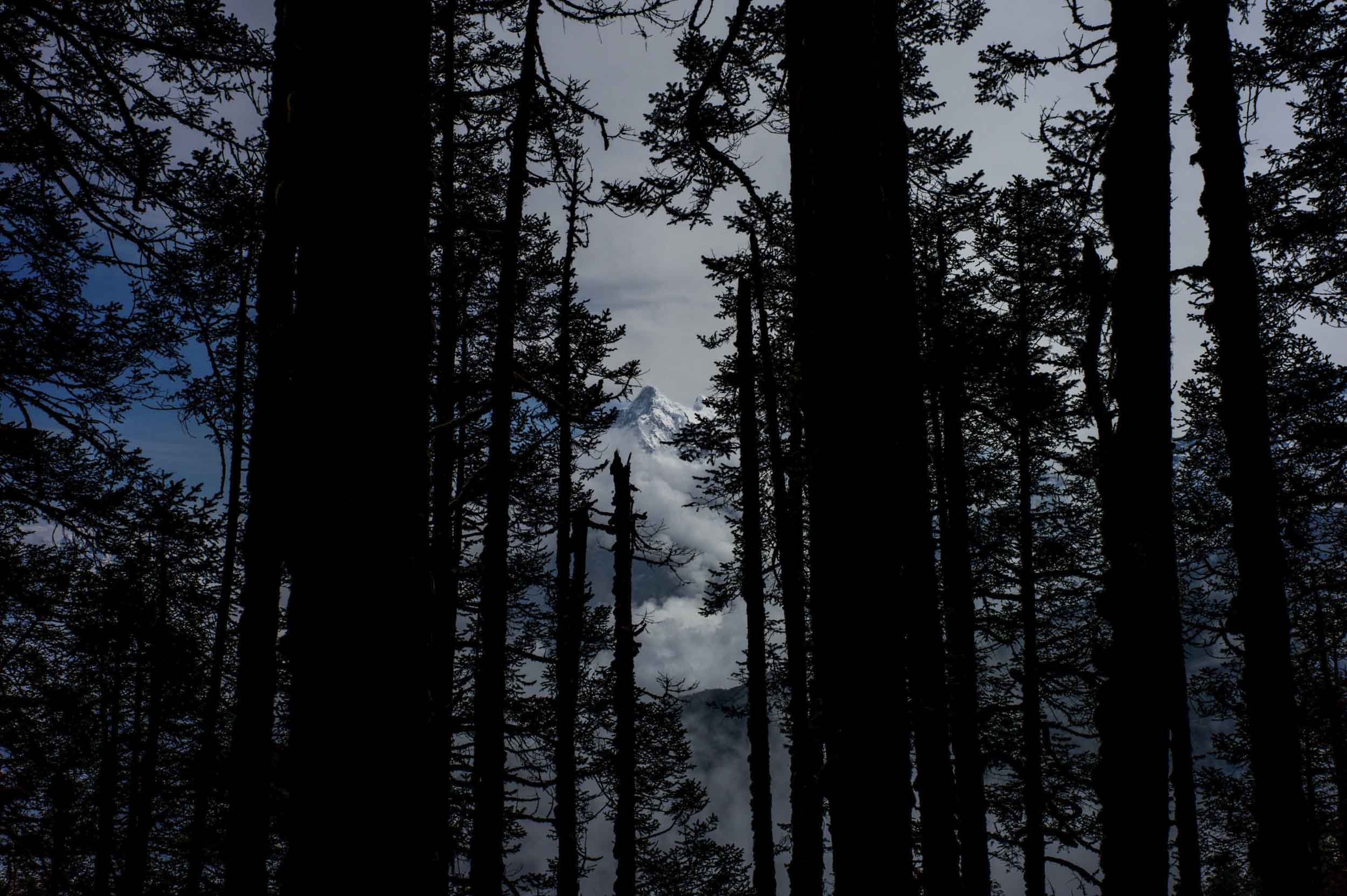 Snow-covered mountains appear in the forested hillsides along the path connecting Sing Gompa and Laurebina