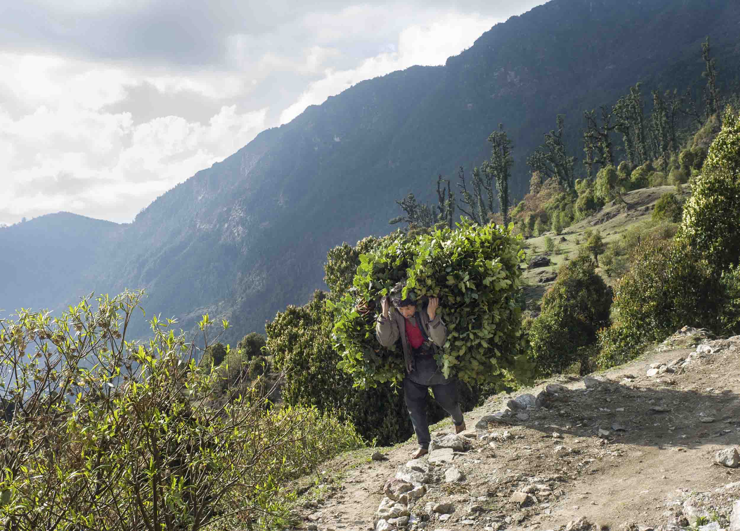 A porter carries a bundle of leaves on the rocky trail between Ghopte and Kutumsang