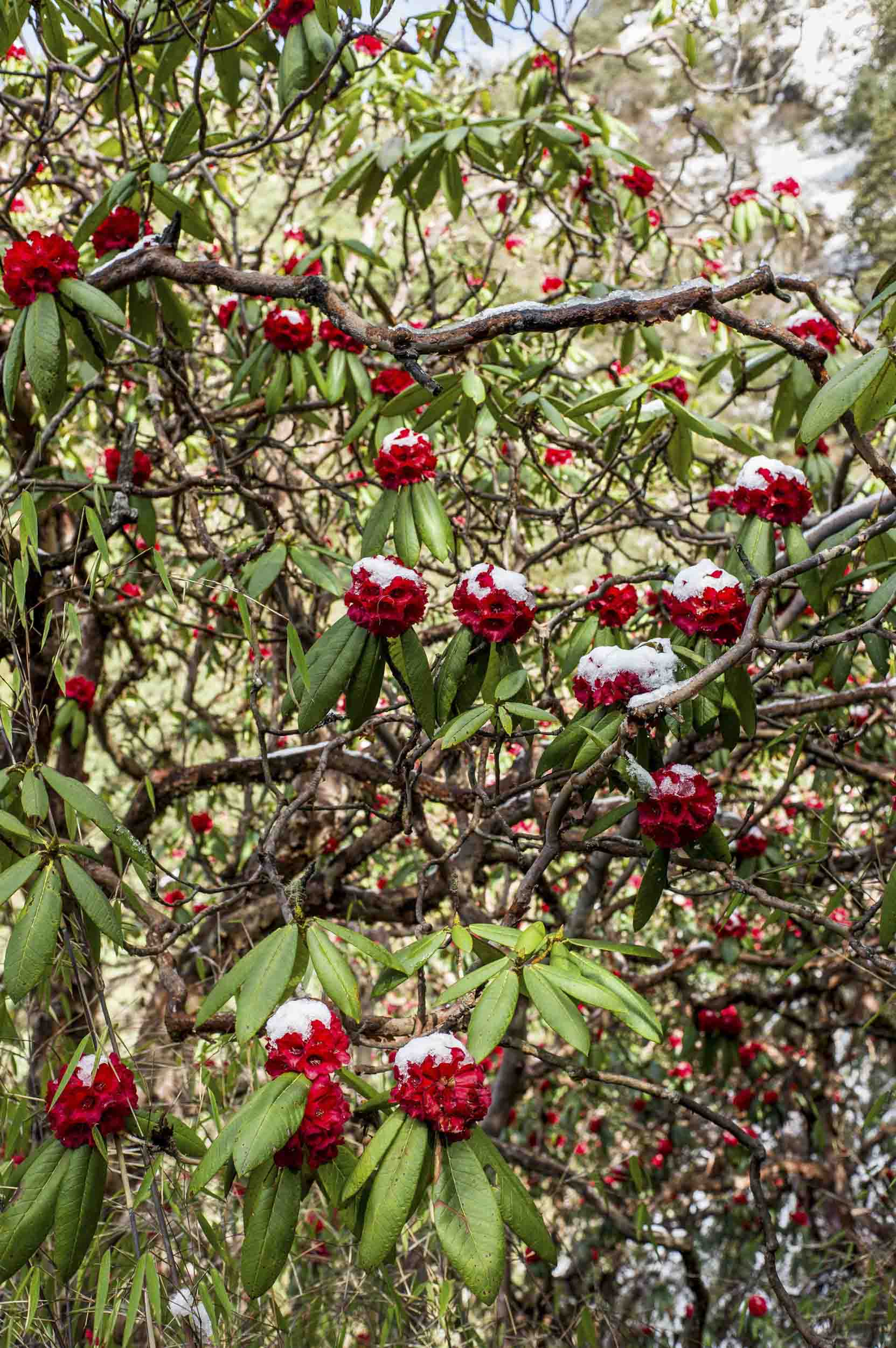 Remnants of a recent snow covers flowers on the trail section between Ghopte and Kutumsang