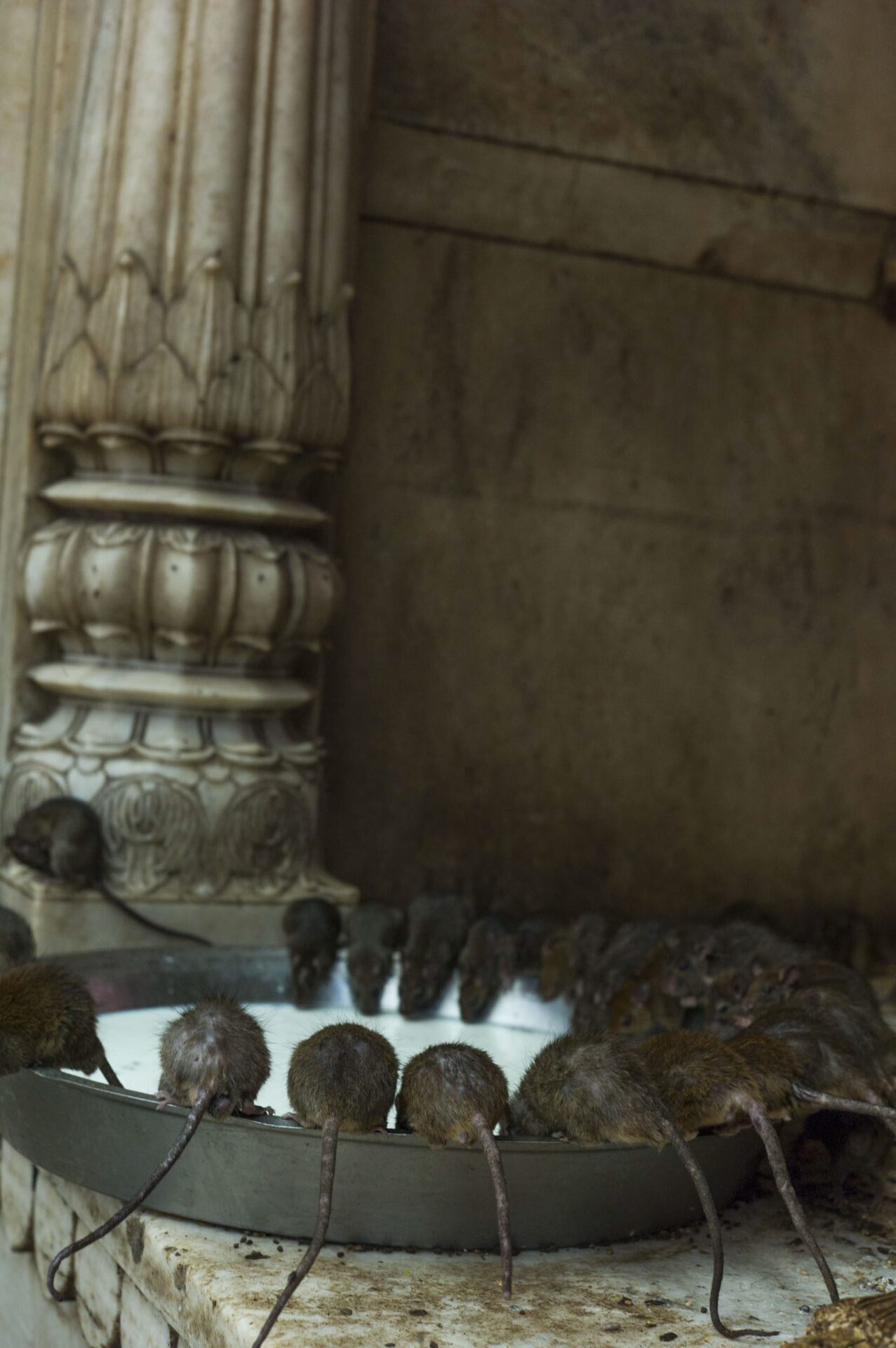Karni Mata, or Temple of Rats, is famous for the roughly 25,000 revered black rats (kabbas) that live in the temple, 2012