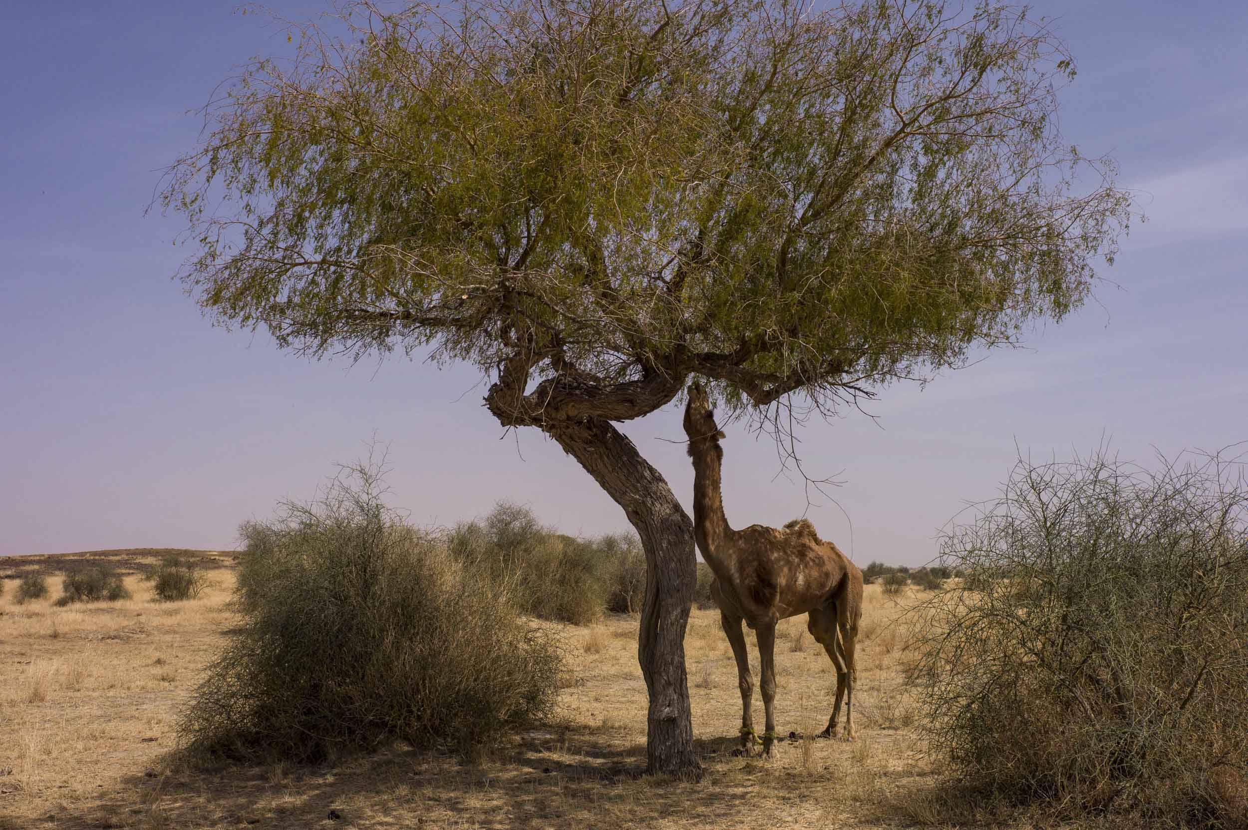 A camel rests (and snacks) while on a trek through the Thar Desert, 2012