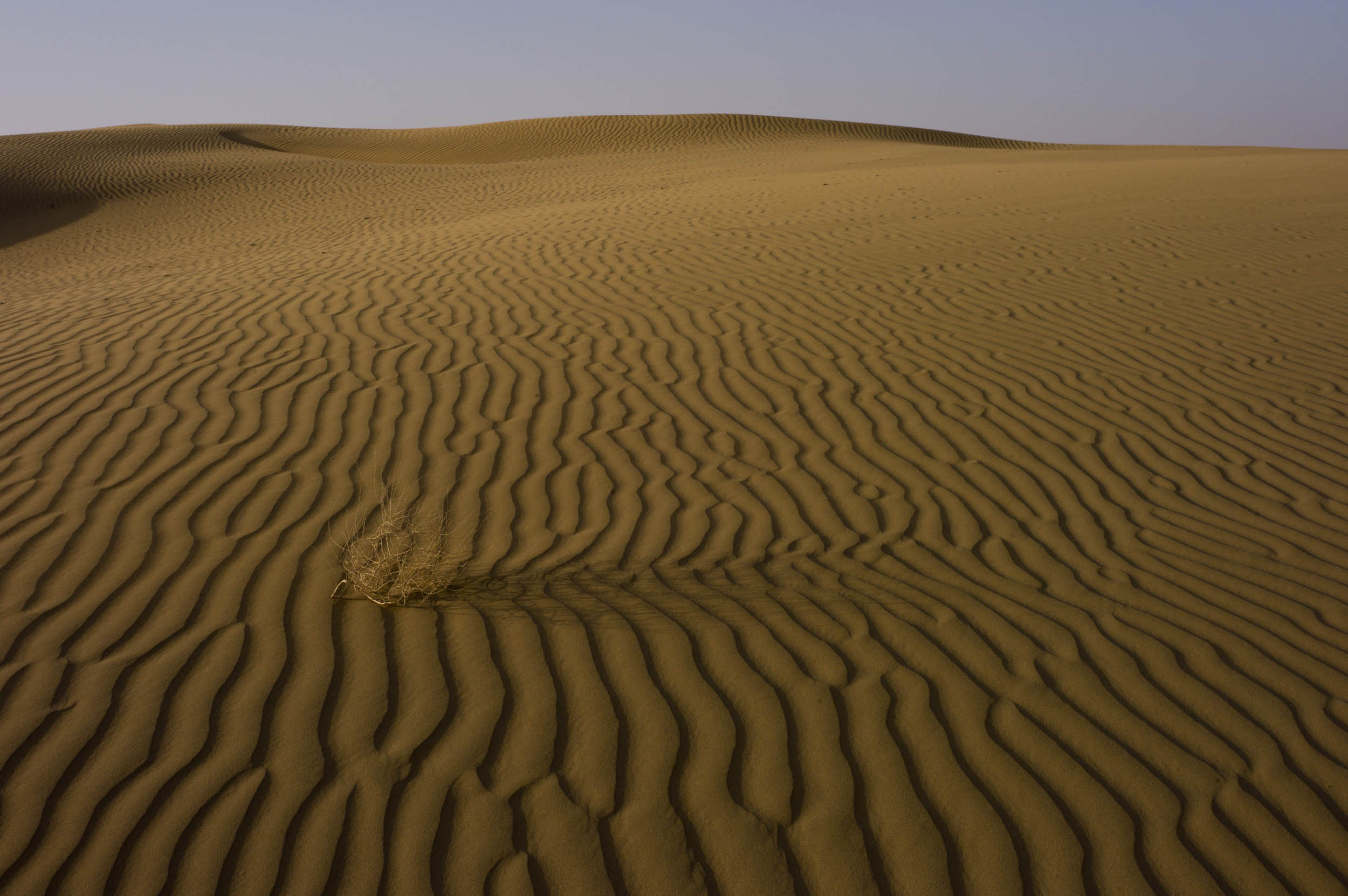 Evening in the Thar Desert, 2012